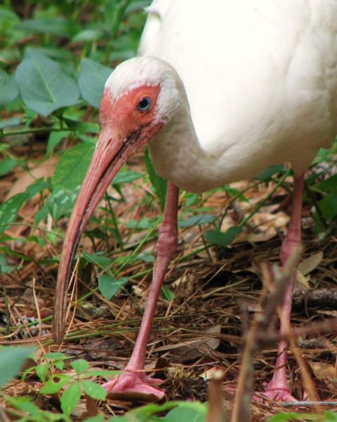 White Ibis